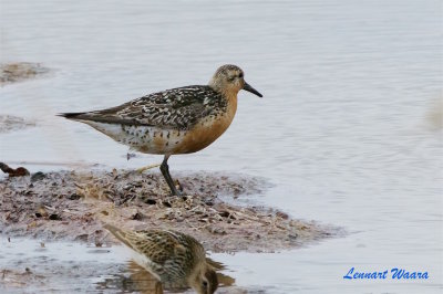 Kustsnppa / Red Knot