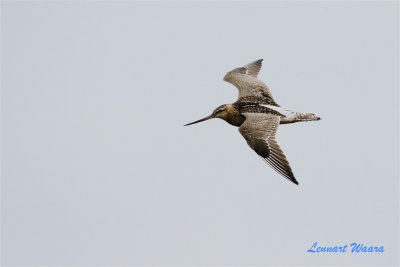 Myrspov / Bar-tailed Godwit