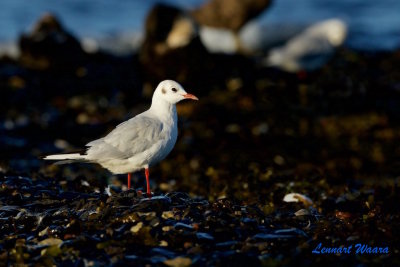 Skrattms / Black-headed Gull