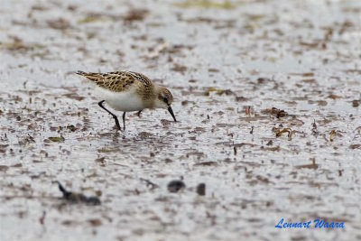 Smsnppa / Little Stint