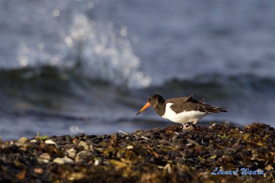 Strandskata / Eurasian Oystercatcher juv
