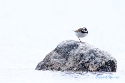 Större strandpipare / Common Ringed Plover