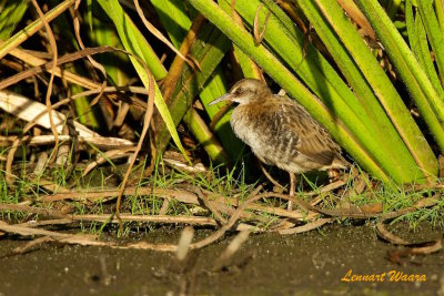 Vattenrall / Water Rail juv