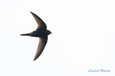 Tornseglare / Common Swift