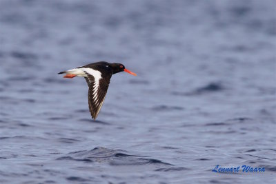Strandskata / Eurasian Oystercatcher