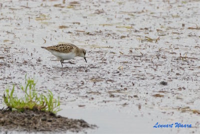 Smsnppa / Little Stint