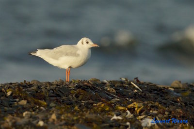 Skrattms / Black-headed Gull