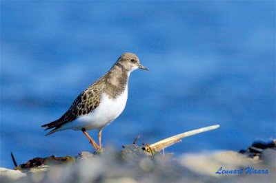 Roskarl / Ruddy Turnstone 