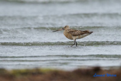 Myrspov / Bar-tailed Godwit