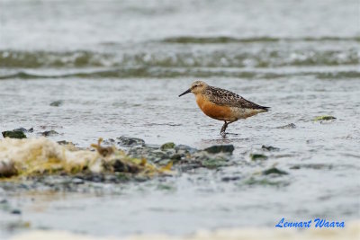 Kustsnppa / Red Knot