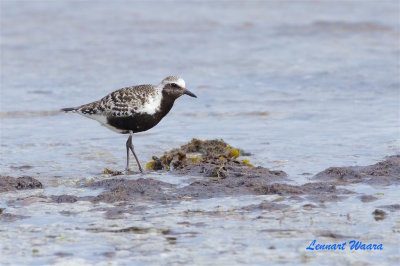 Kustpipare / Grey Plover