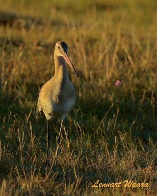 Myrspov / Bar-tailed Godwit