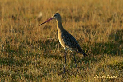 Myrspov / Bar-tailed Godwit