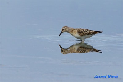 Smsnppa / Little Stint