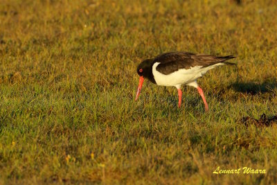 Strandskata / Eurasian Oystercatcher / Ad.