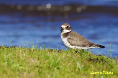 Strre strandpipare / Common Ringed Plover / Juv