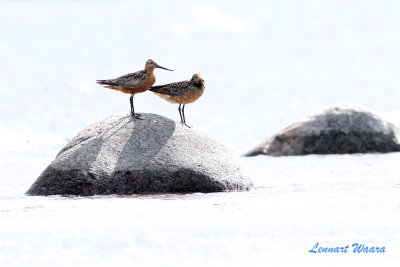 Myrspov / Bar-tailed Godwit