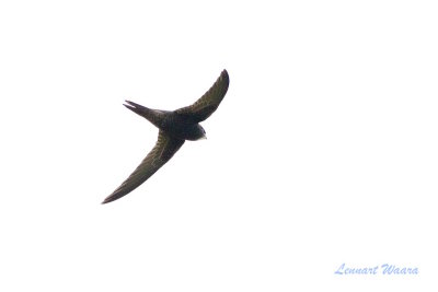 Tornseglare / Common Swift