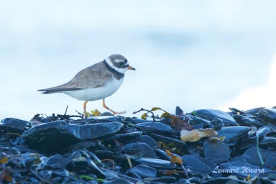 Strre strandpipare / Common Ringed Plover / Juv