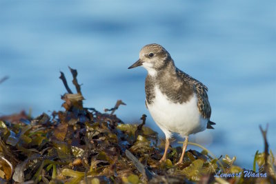 Roskarl / Ruddy Turnstone / Juv.