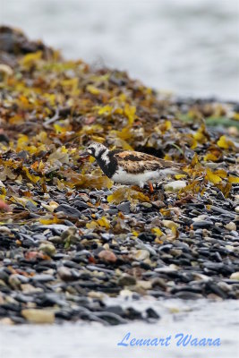 Roskarl / Ruddy Turnstone / Ad.