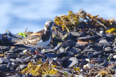 Roskarl / Ruddy Turnstone / Ad.