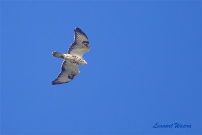 Fjllvrk  Rough-legged Buzzard