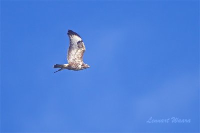 Fjllvrk / Rough-legged Buzzard