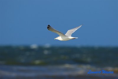 Grtrut / Herring Gull