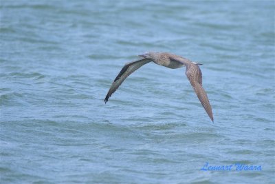 Havssula / Northern Gannet