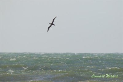 Havssula / Northern Gannet