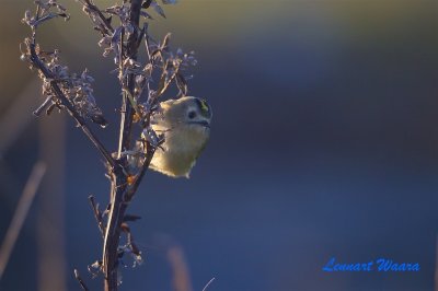 Kungsfgel / Goldcrest