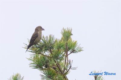 Mindre korsnäbb / Common Crossbill