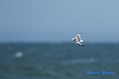 Skrattms / Black-headed Gull just.