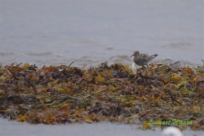 Skrsnppa / Purple Sandpiper