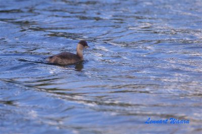 Smdopping / Little Grebe