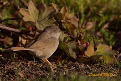 kensngare / Asian Desert Warbler