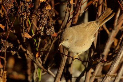 kensngare / Asian Desert Warbler