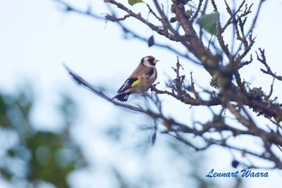 Steglits / European Goldfinch