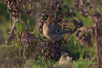 Kungsfgel / Goldcrest