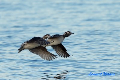 Alfgel / Long-tailed Duck