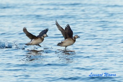 Alfgel / Long-tailed Duck