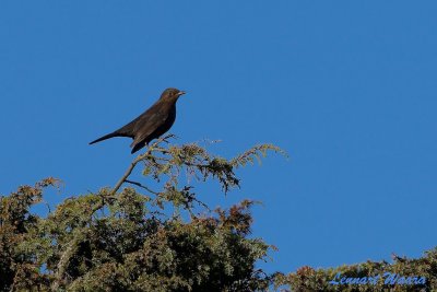 Koltrast / Common Blackbird