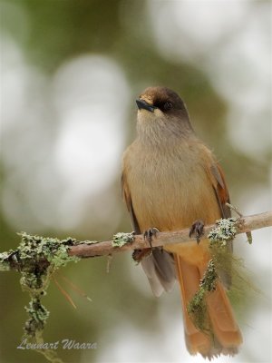 Lavskrika / Siberian Jay