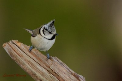 Tofsmes / Crested Tit