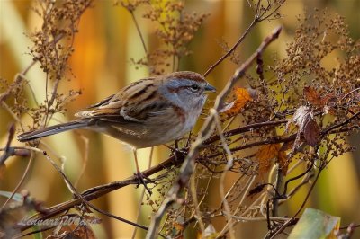 Tundrasparv / American Tree Sparrow