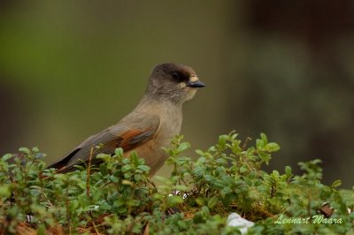 Lavskrika / Siberian Jay