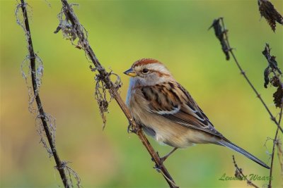 Tundrasparv / American Tree Sparrow