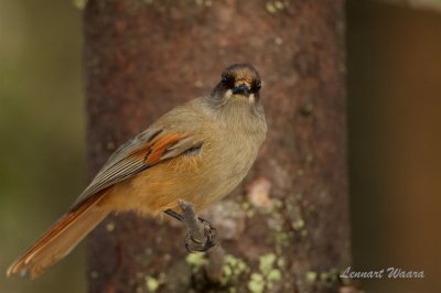 Lavskrika / Siberian Jay