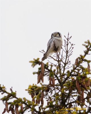 Hkuggla / Northern Hawk Owl